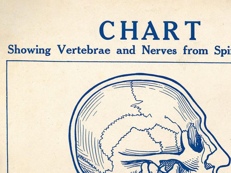 Vintage Vertebrae & Nerves Medical Chart: Anatomy Art Print - Etsy