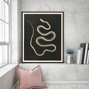 Könnte beinhalten: Ein gerahmter Druck mit einer detaillierten Illustration einer Schlange vor schwarzem Hintergrund. Die Schlange ist in Weiß- und Grautönen mit komplizierten Mustern dargestellt. Das Kunstwerk wird in einem Raum mit Fenster und dekorativem Regal ausgestellt.