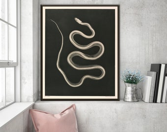 Vintage snake photo, snake wall art, old snake illustration, X-ray photo, snake art, snake poster, reptile art, famous photo art, snake gift