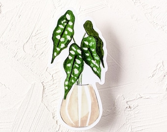 VINYL Begonia Maculata Polka Dot Plant Sticker (Die Cut Sticker) Waterproof sticker | Laptop Sticker | Indoor plant sticker