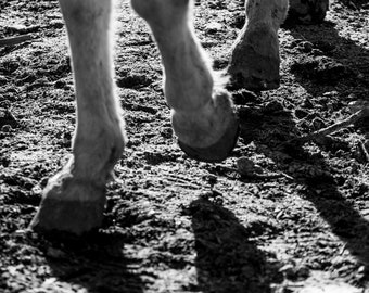 19x13 photo print of hooves 1