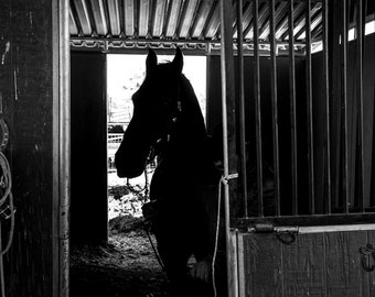 Impresión fotográfica de 19x13 de un caballo en el establo