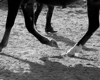 19x13 photo print of horse hooves 2