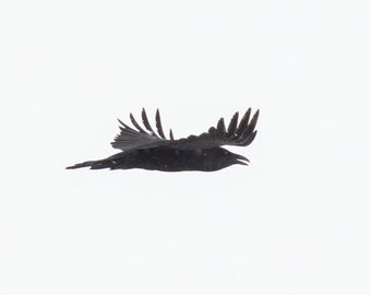 19x13 photo print of a flying crow 1