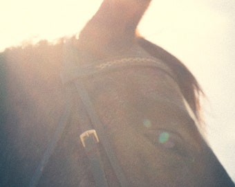 19x13 photo print of horse with sun streaks 1