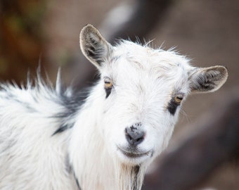 19x13 photo print of a goat