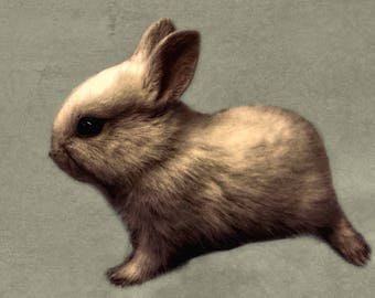 Puede incluir: Un pequeño conejo marrón con pelaje blanco en la nariz y la barbilla. El conejo tiene ojos grandes y oscuros y está sentado sobre un fondo gris claro.