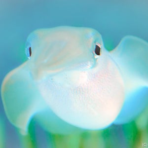 Könnte beinhalten: Nahaufnahme eines durchsichtigen, hellblauen Tintenfisches mit großen, dunklen Augen. Der Tintenfisch schwimmt in klarem, blauem Wasser.