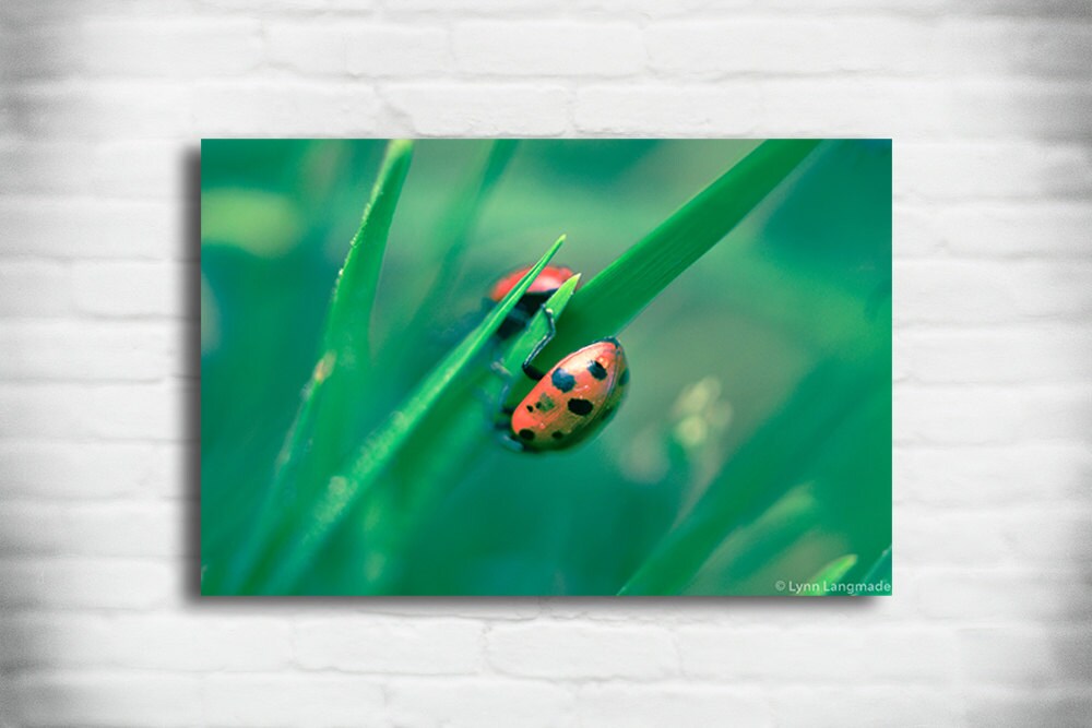 Ladybug Pictures - Two Ladybugs Red Unisex Nursery Wall Art 8x10 Prints ...