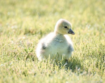 Baby Duck Pictures - pastel yellow 8x10 bird wall decor 11x14 duckling photo 16x20 duck wall art 5x7 neutral nursery "Waddler"