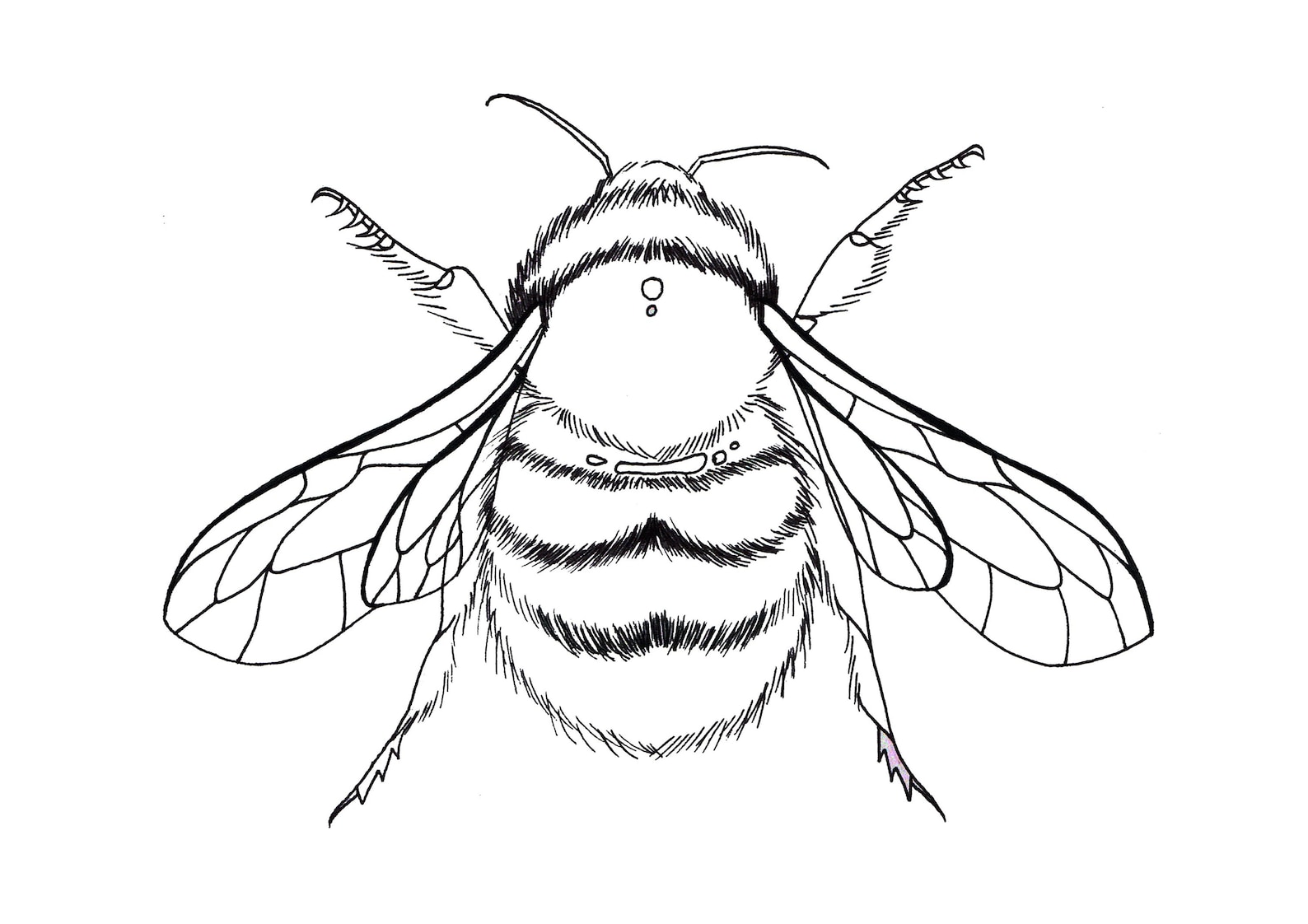 Bumble Bee Colouring Page Stay at Home Bee Artwork Childrens Colouring