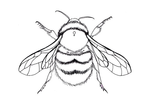 Bumble Bee Coloring Page
