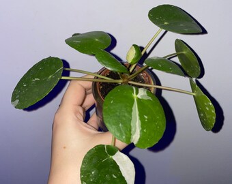 Variegated Pilea Peperomia Cutting