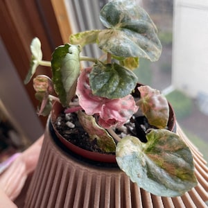 Peperomia Pink Lady / Pink Marble CUTTINGS