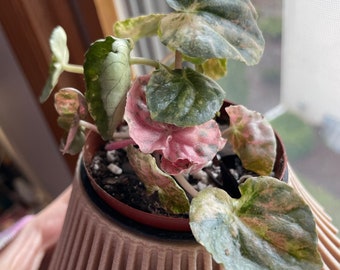 Peperomia Pink Lady / Pink Marble CUTTINGS