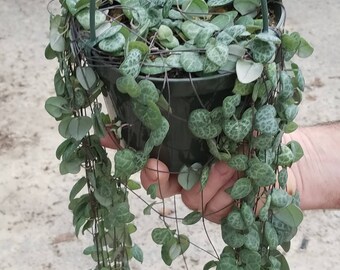 Ceropegia Woodii "String of Hearts" (5) cuttings 8" long each
