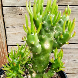 GUMBY Austrocylindropuntia subulata cv.  rare mutant opuntia cactus cuttings