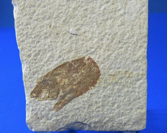Fossil Fish Green River Formation
