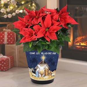 May include: A potted poinsettia plant with vibrant red bracts and green leaves. The pot features a blue design with a nativity scene and the text "COME LET US ADORE HIM". Christmas decor.