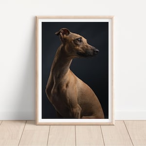 Whippet greyhound dog print -  Fine Art Dog Photography Print - dog wall art - print & ship - poster