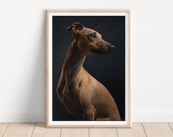 Impresión de perro galgo whippet - Impresión de fotografía de perros de bellas artes - arte de pared de perros - impresión y envío - póster