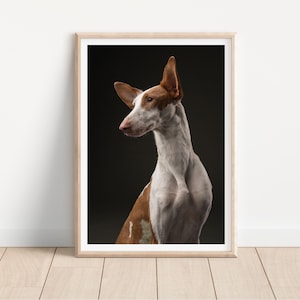 podenco Windhund Hund Druck - Fine Art Hunde Fotografie Druck - Hund Wand Kunst - Druck & Schiff - Poster