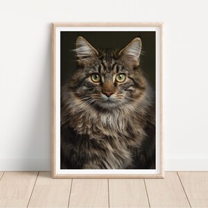猫のポスター メインクーン、ファインアート猫写真プリント - メインクーン猫のポートレート