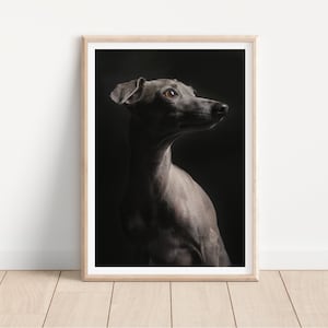 italian greyhound dog print -  Fine Art Dog Photography Print - dog wall art - print & ship - poster