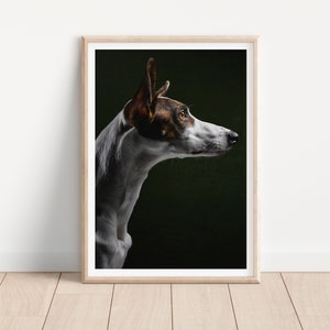 podenco mix greyhound dog print -  Fine Art Dog Photography Print - dog wall art - print & ship - poster