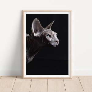 sphinx hairless cat print -  Fine Art Cat Photography Print - cat wall art - print & ship - poster