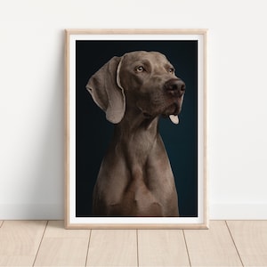 weimaraner dog print - Fine Art Dog Photography Print - dog wall art - print & ship - poster