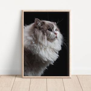 ragdoll cat print -  Fine Art Cat Photography Print - cat wall art - print & ship - poster