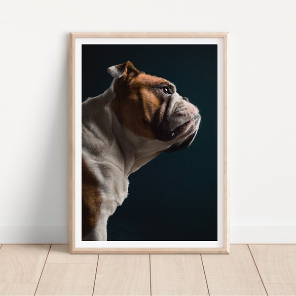 Englische Bulldogge Druck - Fine Art Dog Photography Print - Hund Wandkunst - Druck & Schiff - Poster