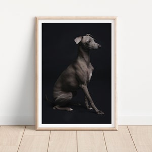 italian greyhound dog print -  Fine Art Dog Photography Print - dog wall art - print & ship - poster