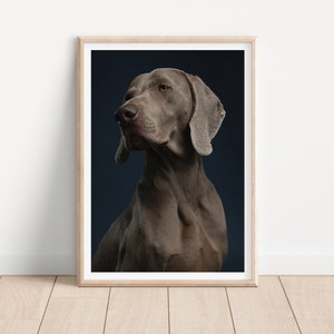 weimaraner dog print -  Fine Art Dog Photography Print - dog wall art - print & ship - poster