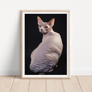 sphinx hairless cat print -  Fine Art Cat Photography Print - cat wall art - print & ship - poster