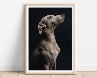 Impresión de perro galgo italiano - Impresión de fotografía de perros de bellas artes - Arte mural de perros - Impresión y envío - Póster