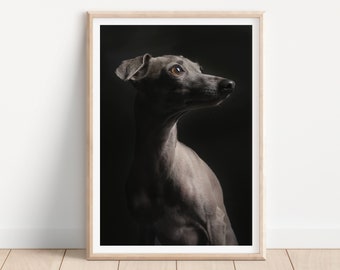 Impresión de perro galgo italiano - Impresión de fotografía de perros de bellas artes - Arte mural de perros - Impresión y envío - Póster