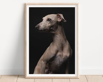 Impresión de perro galgo italiano - Impresión de fotografía de perros de bellas artes - Arte mural de perros - Impresión y envío - Póster