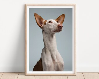 Impresión de perro galgo podenco - Impresión de fotografía de perros de bellas artes - Arte de pared de perros - Impresión y envío - Póster