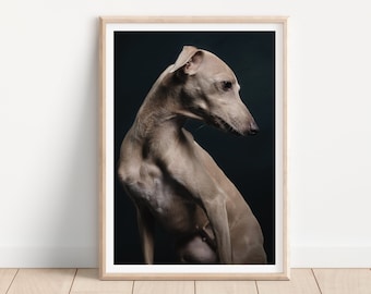 Impresión de perro galgo italiano - Impresión de fotografía de perros de bellas artes - Arte mural de perros - Impresión y envío - Póster