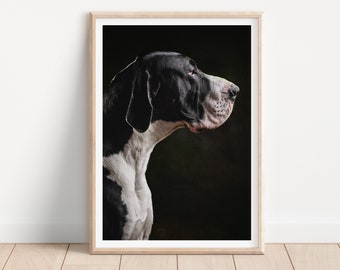 Deutsche Dogge Hunde Druck - Fine Art Dog Fotografie Druck - Hund Wand Kunst - Print & Schiff - Poster