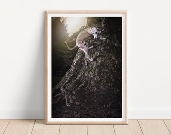 Impresión de perro galgo whippet - Impresión de fotografía de perros de bellas artes - arte de pared de perros - impresión y envío - póster