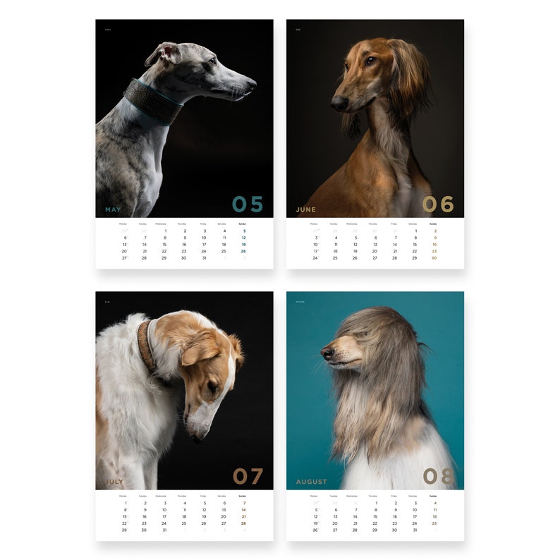 Sighthounds Calendar 2024, Greyhounds, Whippets, Salukis, Afghan Hounds