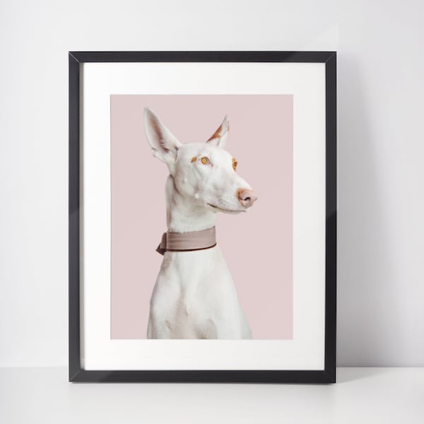 Podenco Windhund Druck - Fine Art Dog Photography Print - Hund Wandkunst - Druck & Schiff - Poster