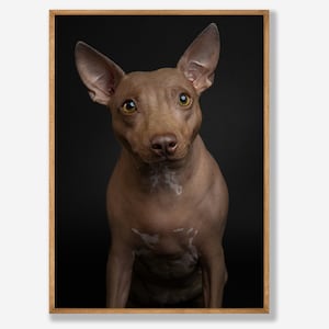 american hairless terrier dog print -  Fine Art Dog Photography - dog wall art - print & ship - poster