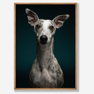 whippet greyhound dog print -  Fine Art Dog Photography - dog wall art - print & ship - poster