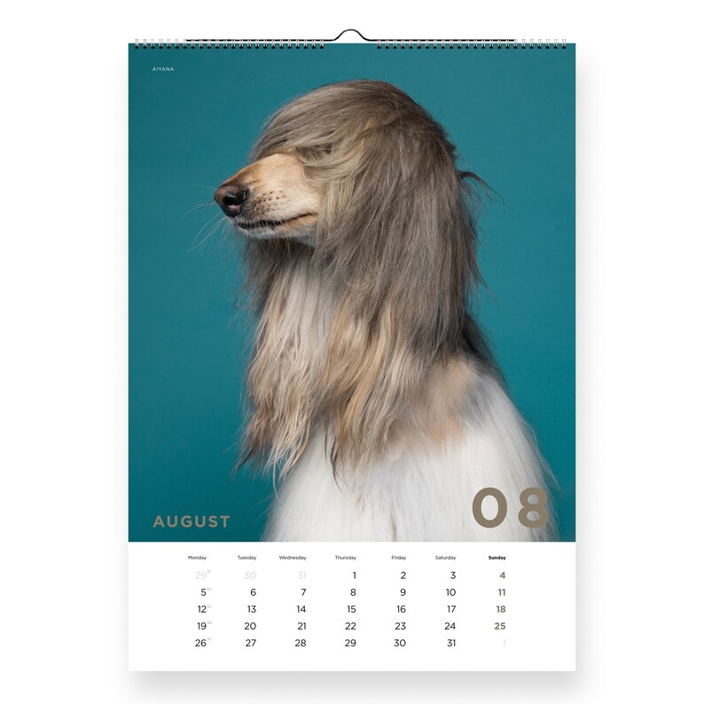 Sighthounds Calendar 2024, Greyhounds, Whippets, Salukis, Afghan Hounds