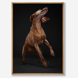 vizsla dog print -  Fine Art Dog Photography Print - dog wall art - print & ship - poster