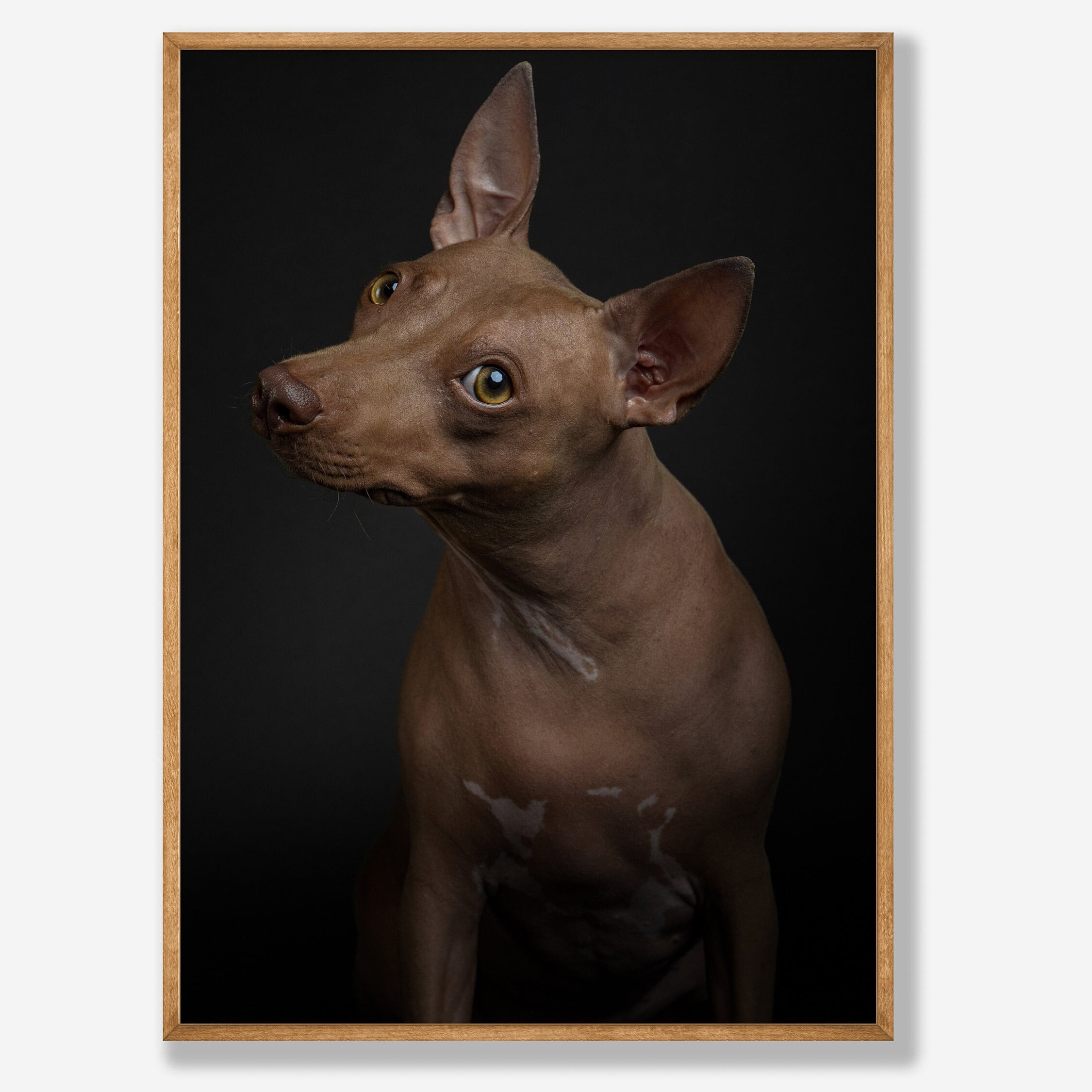 Coated Xoloitzcuintli Xolo Dog Temperament Sales